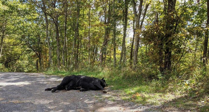 Cow Dumped On Hinton Road