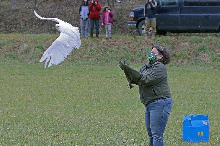 Three Rivers Avian Center Successfully Rehabs Bird Back Into Wild