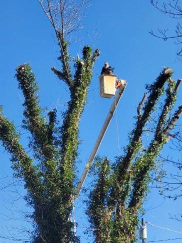 Trees Trimmed And Removed In Hinton