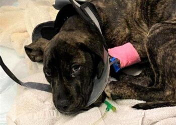 ACWP Reminds Pet Owners About Dangers Of Parvo