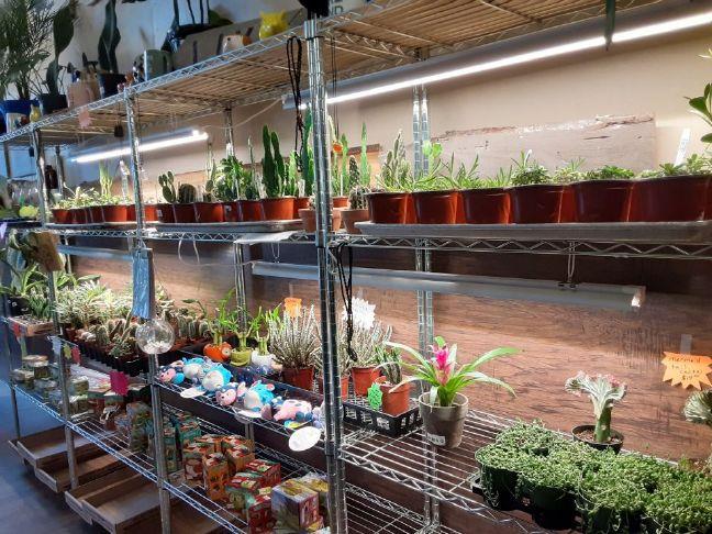 Botany Tropicals Opens in Hinton
