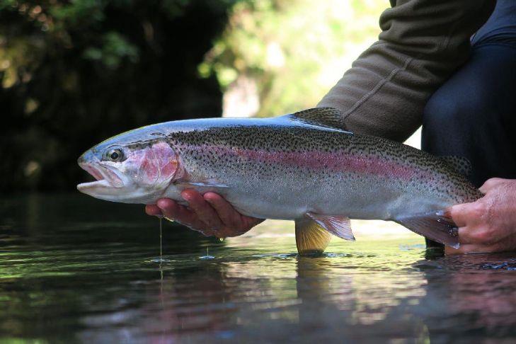 WVDNR shares trout stocking locations