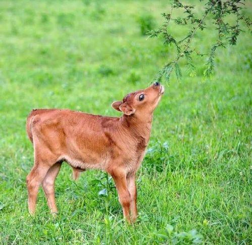 Simply Natural, LLC Herdsharing Program seeking new members