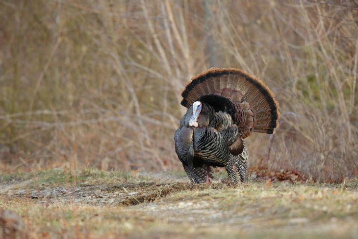 West Virginia's spring gobbler season opens April 18, youth season open April 16-17
