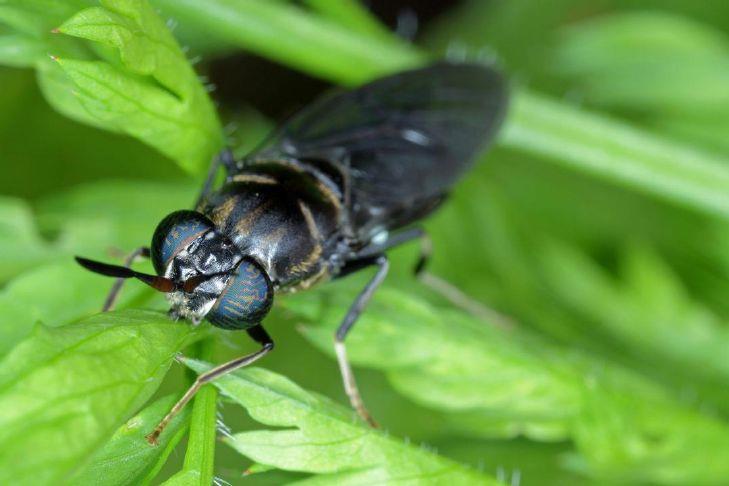 a fly perches on a leaf