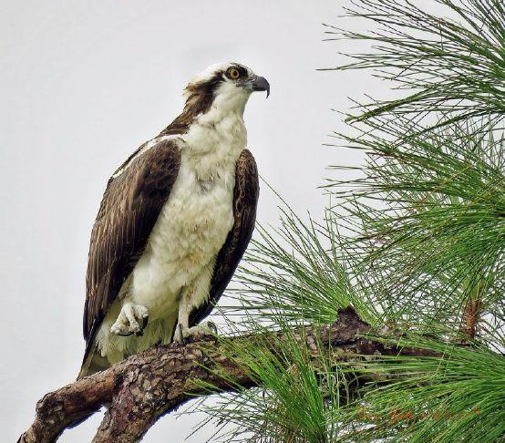 Community comes together to save wounded osprey