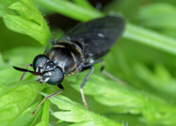 black fly