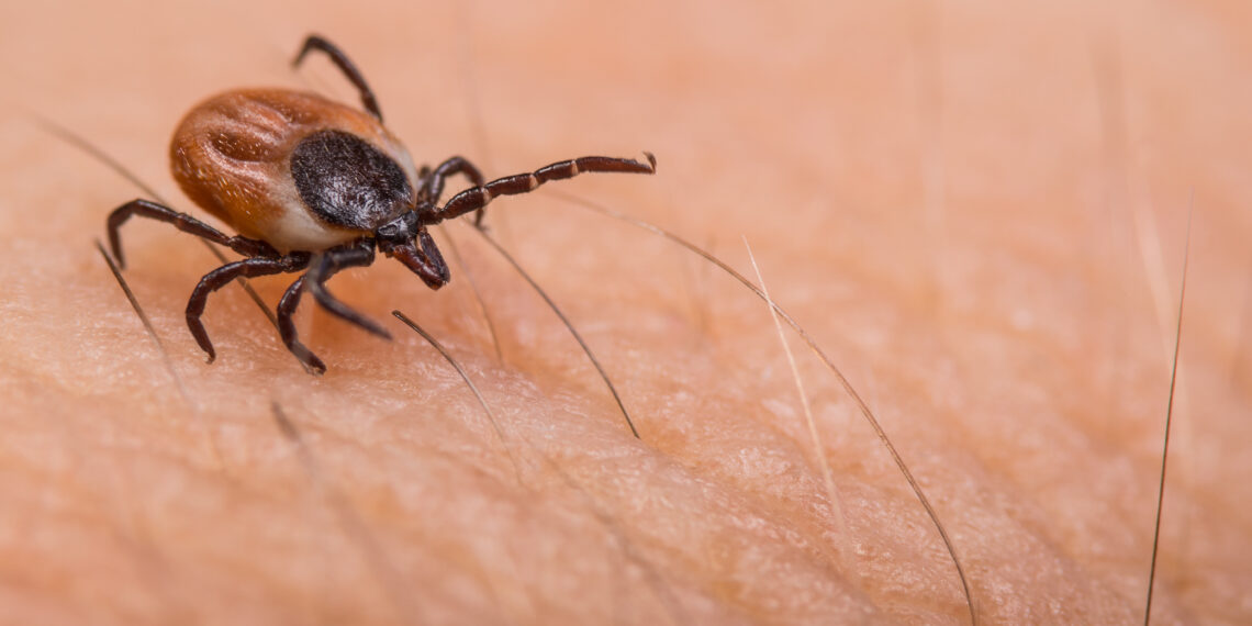 Tick crawling on human skin