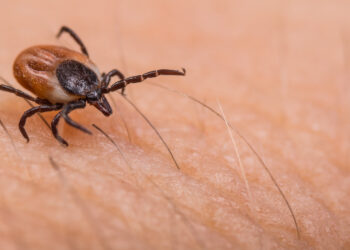 Tick crawling on human skin