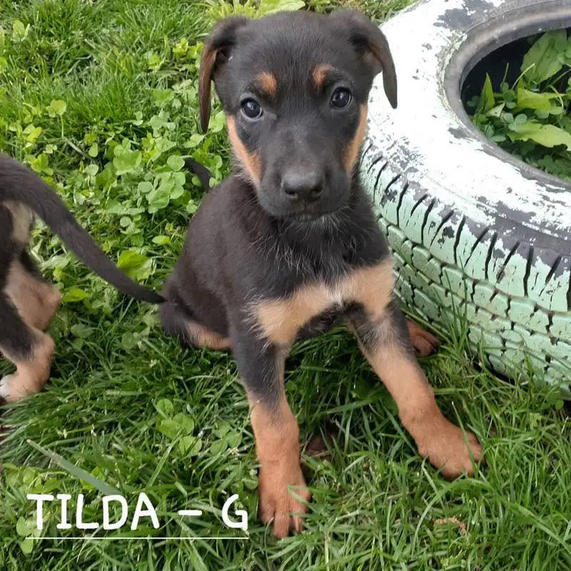 Tilda (Photo: Summers County Humane Society)