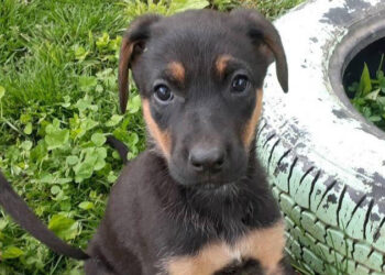 Tilda (Photo: Summers County Humane Society)