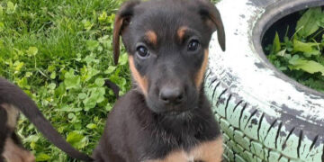Tilda (Photo: Summers County Humane Society)