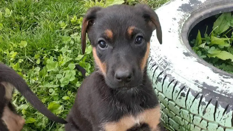 Tilda (Photo: Summers County Humane Society)