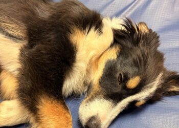 Jasper was found alive, but both front legs are broken