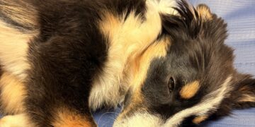 Jasper was found alive, but both front legs are broken