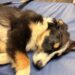 Jasper was found alive, but both front legs are broken