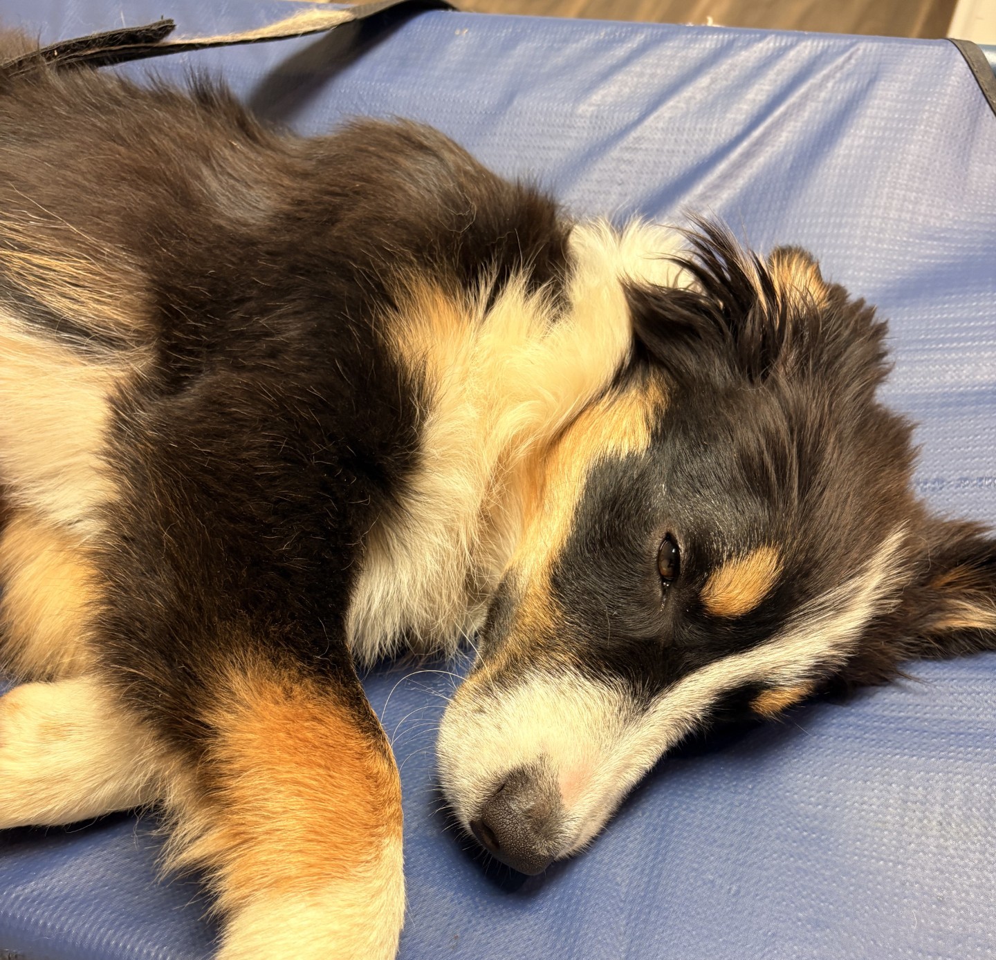 Jasper was found alive, but both front legs are broken