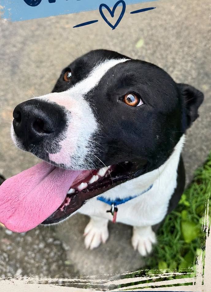Chance (Photo: Summers Co. Humane Society)