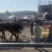 Photo from the Horse Pull in 2025.