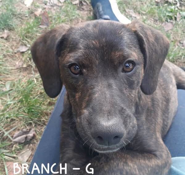 Branch